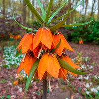 Imperialis Flower seeds for Planting - Shade Tolerant, Heirloom & GMO Free Seeds for Home Garden