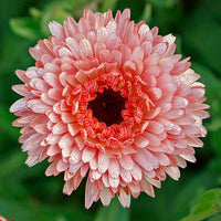 Pink Calendula Flower seeds for Planting - Colorful Display, Heirloom & GMO Free Seeds for Home Garden