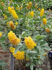Argyrocytisus Flower seeds for Planting Compact Growth Heirloom & GMO Free Seeds for Home Garden