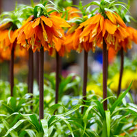 Fritillaria Imperialis Flower Seeds Orange Flower seeds for Planting - Easy to Grow, Heirloom & GMO Free Seeds for Home Garden