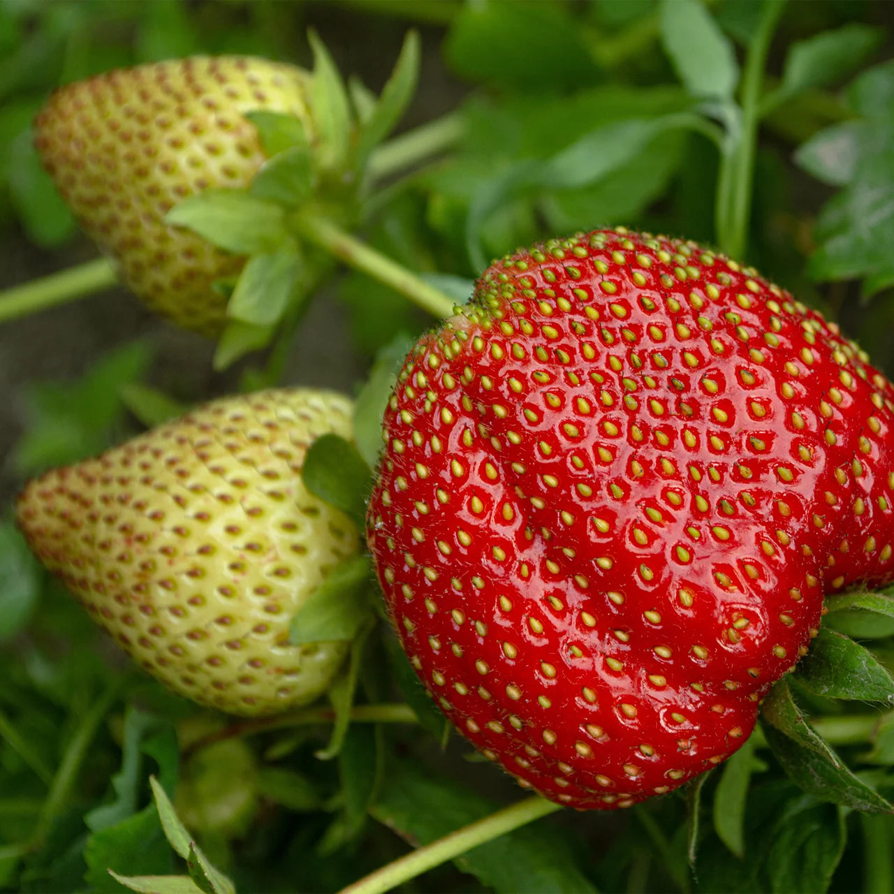 Erdbeere Strawberry Seeds for Planting - Grow Juicy Homegrown Strawberries