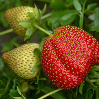 Erdbeere Strawberry Seeds for Planting - Grow Juicy Homegrown Strawberries