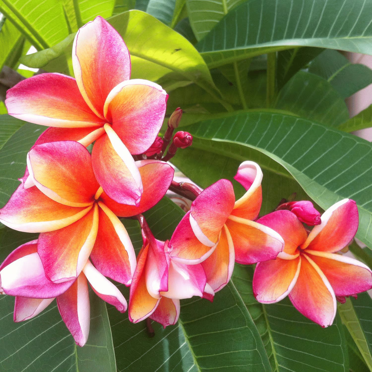 Mixed Egg Flower seeds for Planting Bright Blooms Heirloom & GMO Free Seeds for Home Garden 
 
 Sale