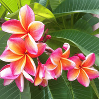 Mixed Egg Flower seeds for Planting Bright Blooms Heirloom & GMO Free Seeds for Home Garden 
 
 Sale