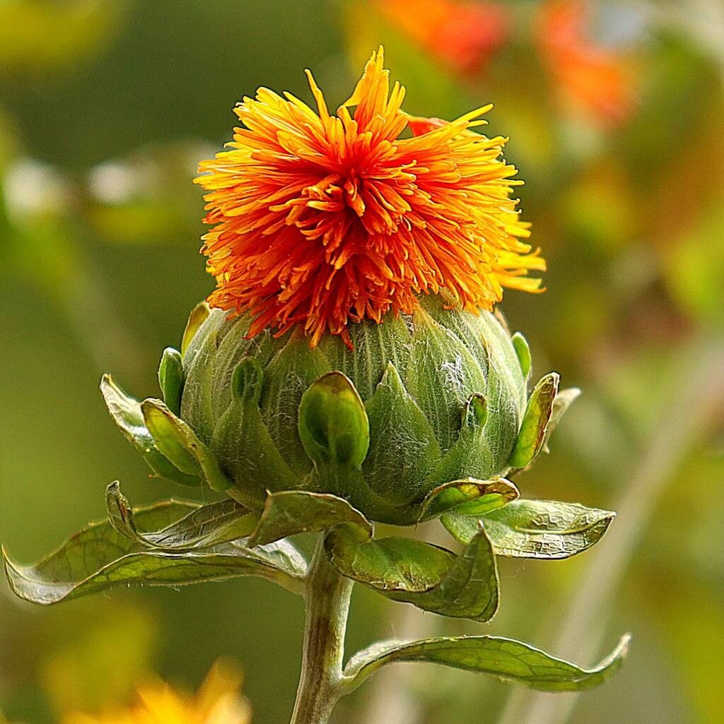 Carthamus Flower seeds for Planting - Compact Growth, Heirloom & GMO Free Seeds for Home Garden