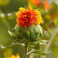 Carthamus Flower seeds for Planting - Compact Growth, Heirloom & GMO Free Seeds for Home Garden