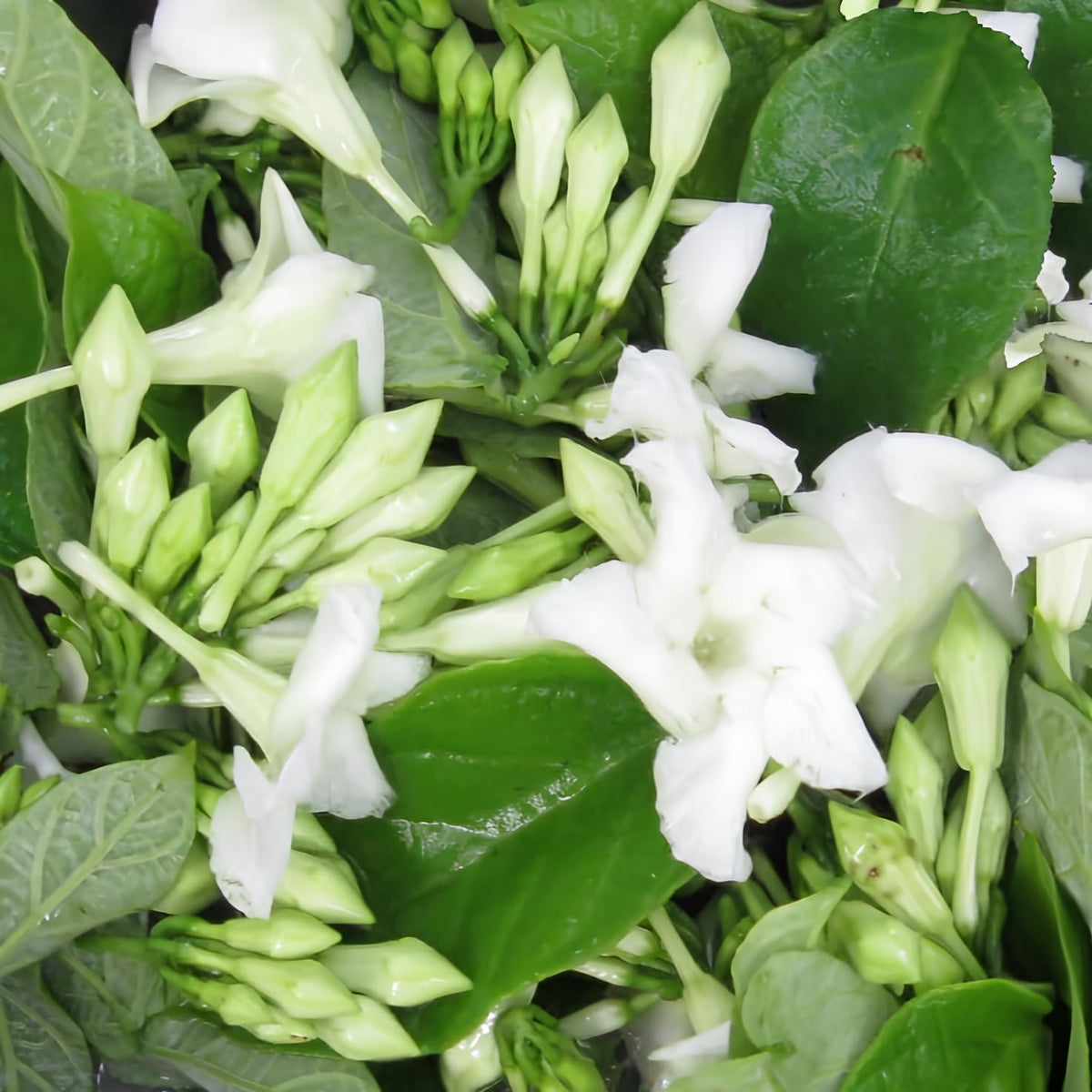 Loroco Flower seeds for Planting - Hardy Variety, Heirloom & GMO Free Seeds for Home Garden
 
 Sale for planting in home garden.