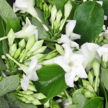 Loroco Flower seeds for Planting - Hardy Variety, Heirloom & GMO Free Seeds for Home Garden
 
 Sale for planting in home garden.