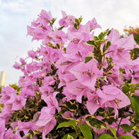 Baby Pink Bougainvillea Flower seeds for Planting - Perfect for Borders, Heirloom & GMO Free Seeds for Home Garden