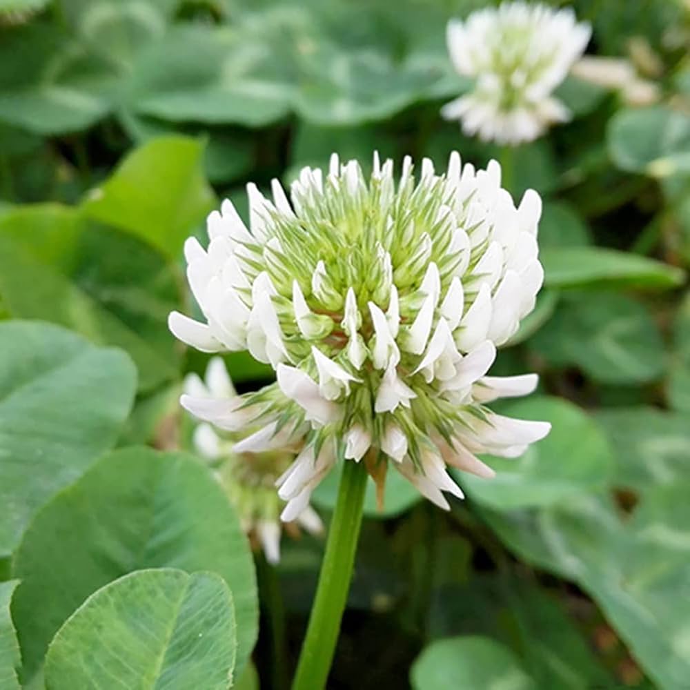 Dutch Flower seeds for Planting - Long Bloom Season, Heirloom & GMO Free Seeds for Home Garden