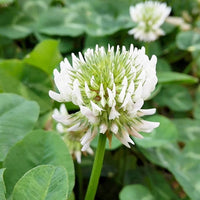 Dutch Flower seeds for Planting - Long Bloom Season, Heirloom & GMO Free Seeds for Home Garden
