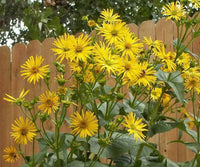 Yellow Silphium Perfoliatum Flower seeds for Planting - Shade Tolerant, Heirloom & GMO Free Seeds for Home Garden
