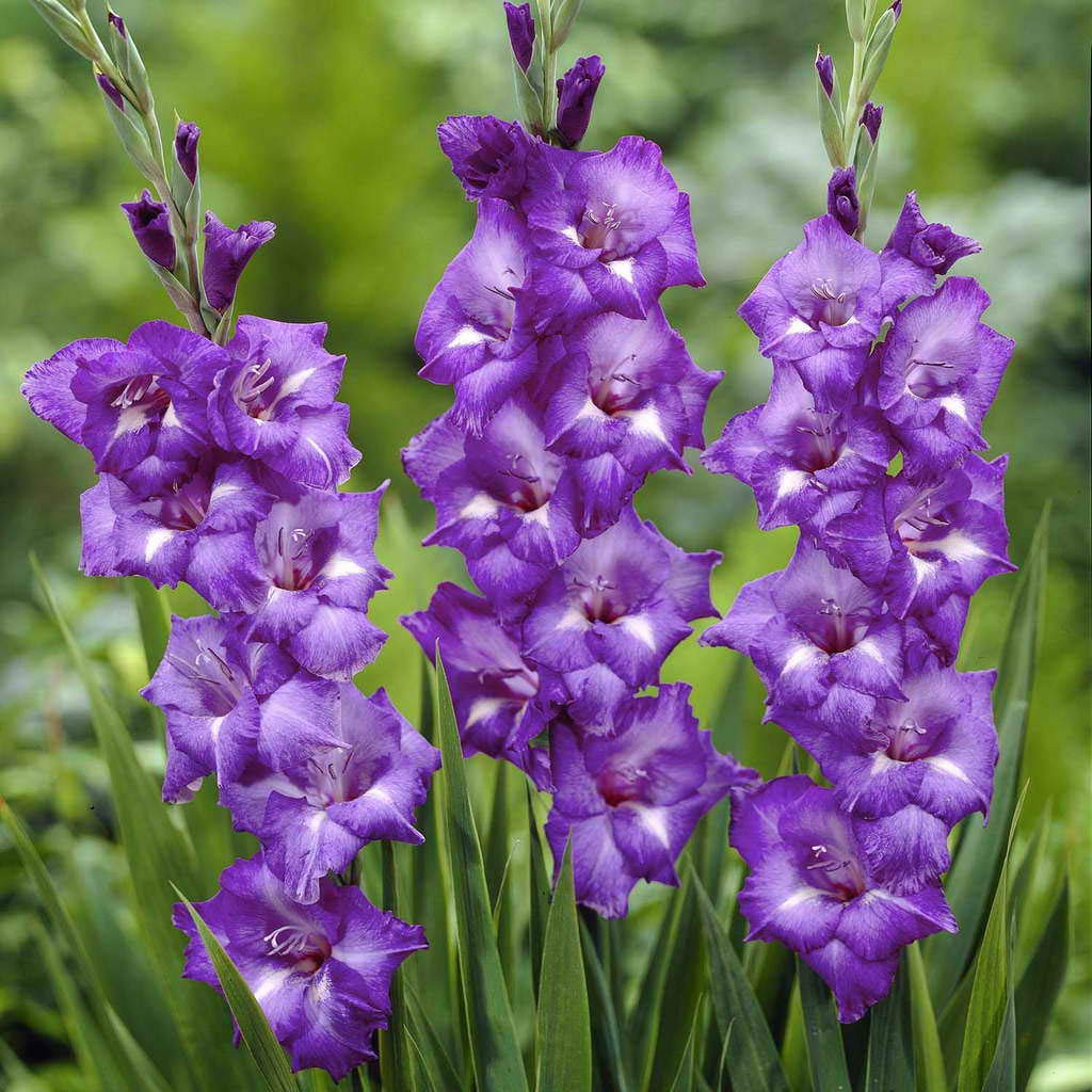 Blue Gladiolus Flower seeds for Planting Wildflower Mix Heirloom & GMO Free Seeds for Home Garden
 
 Sale
