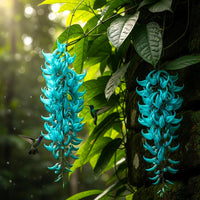 Jade Green Flower seeds for Planting - Long Bloom Season, Heirloom & GMO Free Seeds for Home Garden