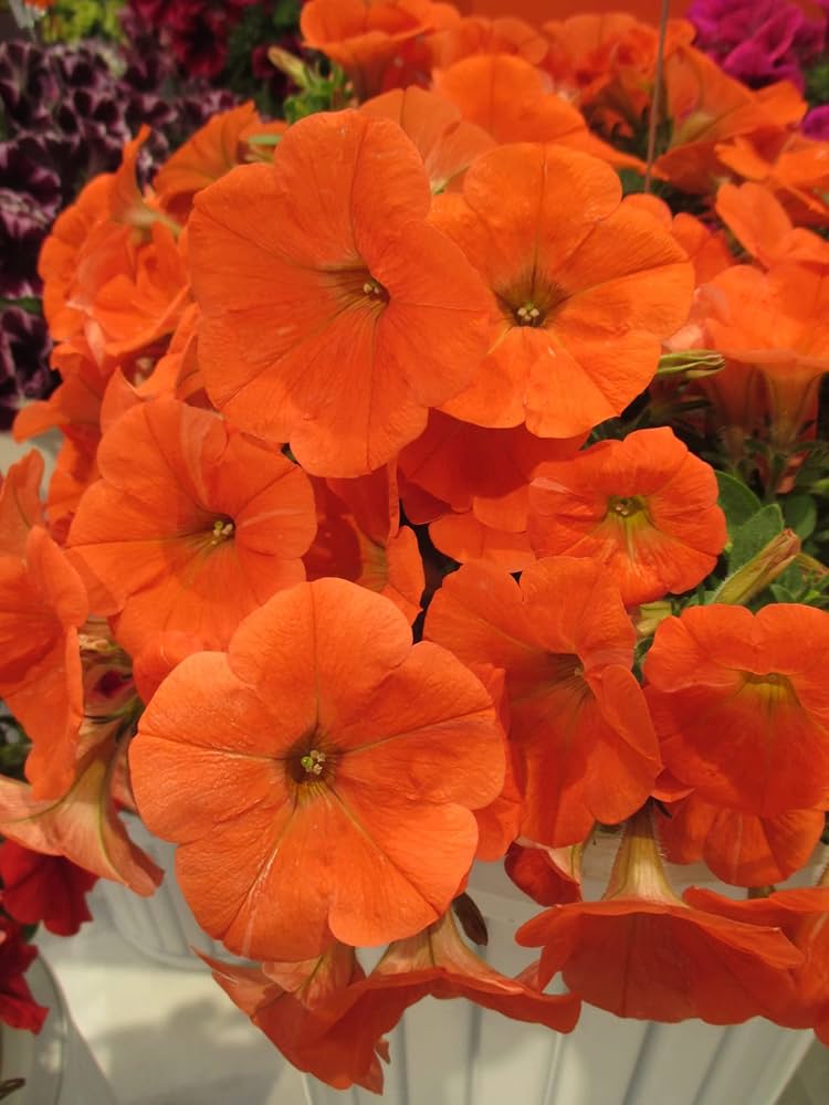 Petunia Papa Zuckerpelletierte Petunia Samen