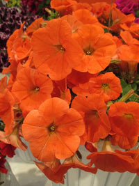 Petunia Papa Zuckerpelletierte Petunia Samen