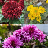 Violet White Chrysanthemum Flower Seeds for Planting – Heirloom, Non-GMO, Bright Bloom Garden Seeds