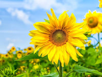 Yellow Hybrid Sunflower Seeds - Perfect for Planting