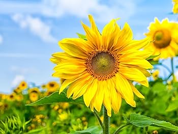 Yellow Sunflower Perennial Flower Seeds for Planting Garden Favorite Heirloom & GMO Free Seeds for Home Garden
 
 Sale