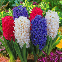 Hyacinth Flower seeds for Planting - Cut Flower Favorite, Heirloom & GMO Free Seeds for Home Garden