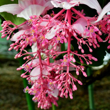 Medinilla Pink Flower seeds for Planting - Cottage Garden Essential, Heirloom & GMO Free Seeds for Home Garden