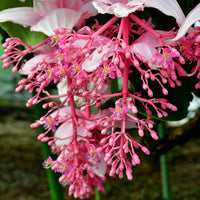 Light Pink Medinilla Cummingi Flower seeds for Planting Perfect for Borders Heirloom & GMO Free Seeds for Home Garden 
 
 Sale