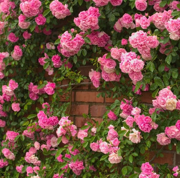 Pink Away Rose Flower Seeds for Planting Compact Growth Heirloom & GMO Free Seeds for Home Garden
 
 Sale