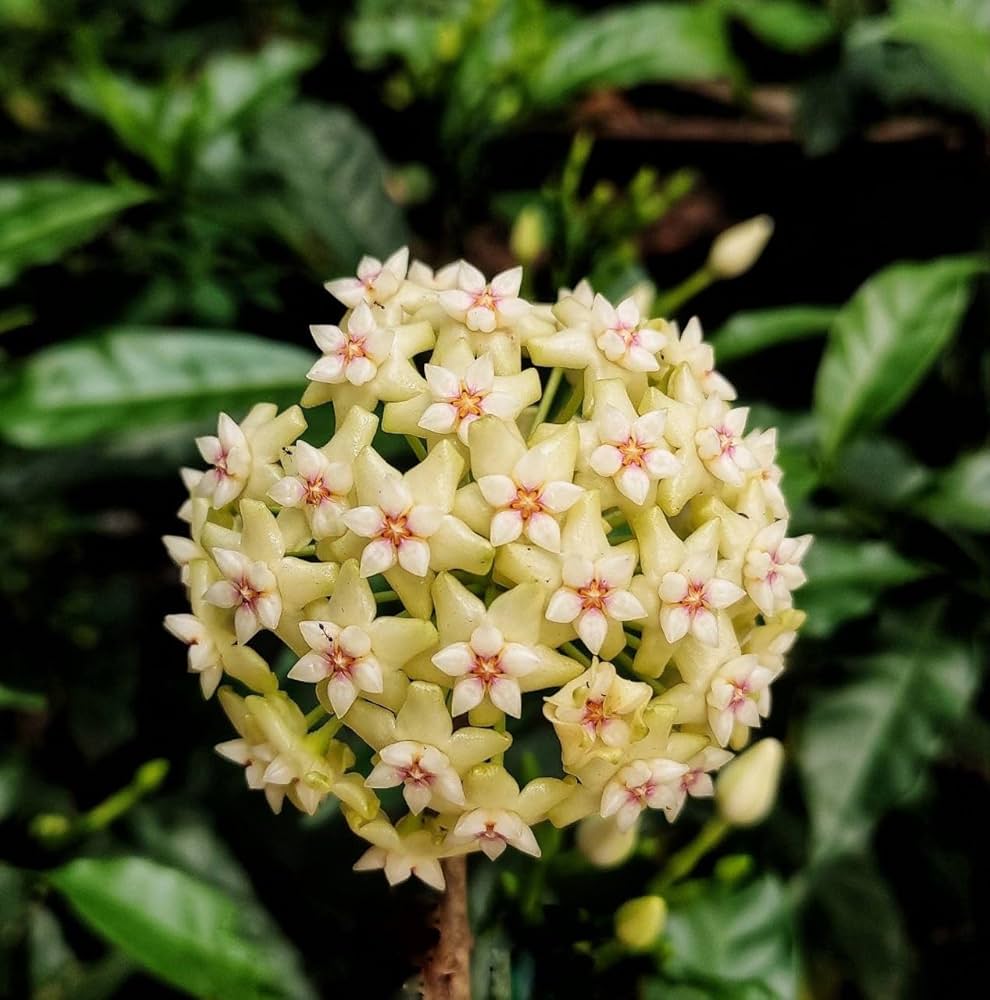 Carnosa Flower seeds for Planting Low Maintenance Heirloom & GMO Free Seeds for Home Garden 
 
 Sale