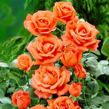 Orange Pink Rose Flower Seeds for Planting Pollinator Friendly Heirloom & GMO Free Seeds for Home Garden
 
 Sale