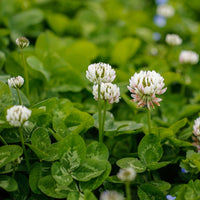 Dutch Clover Flower seeds for Planting - Sun Loving, Heirloom & GMO Free Seeds for Home Garden