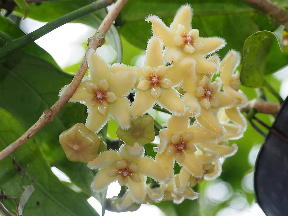 Lime Green Hoya Flower Seeds for Planting Pollinator Friendly Heirloom & GMO Free Seeds for Home Garden
 
 Sale
