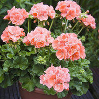 Orange White Geraniums Flower seeds for Planting - Compact Growth, Heirloom & GMO Free Seeds for Home Garden