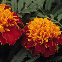 Matrix Sangria Pansy Flower Seeds for bold garden flowers