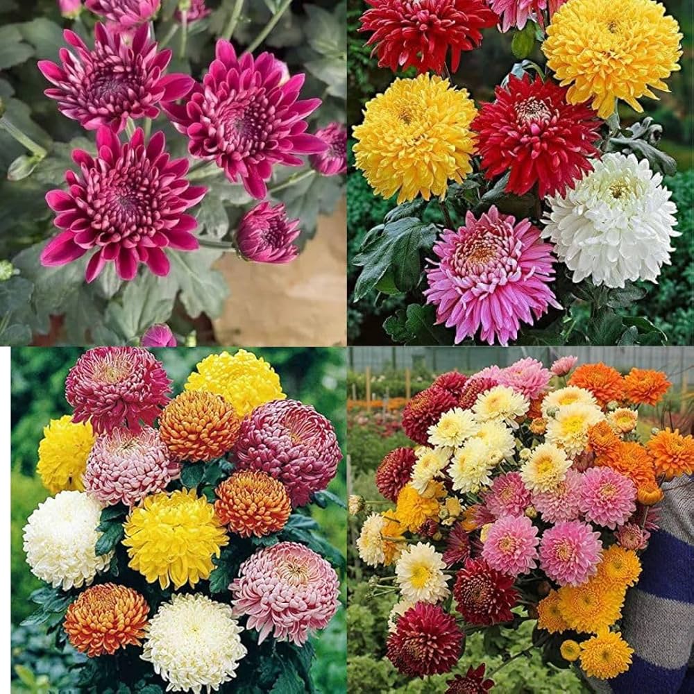 Chrysanthemum Flower seeds for Planting Hardy Variety Heirloom & GMO Free Seeds for Home Garden