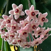 Cream Hoya Flower Seeds for Planting Compact Growth Heirloom & GMO Free Seeds for Home Garden
 
 Sale