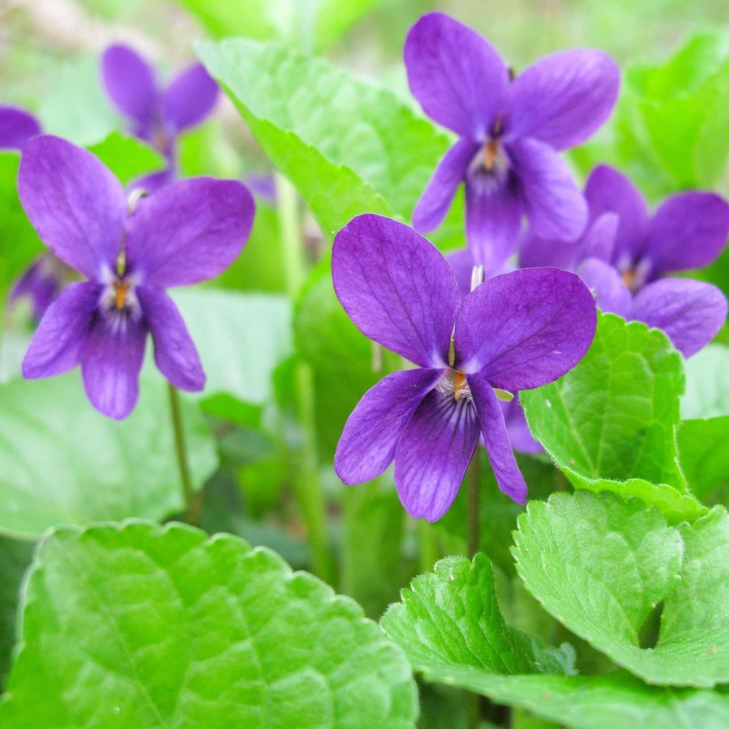Purple Viola Odorata Flower seeds for Planting - Pollinator Friendly, Heirloom & GMO Free Seeds for Home Garden