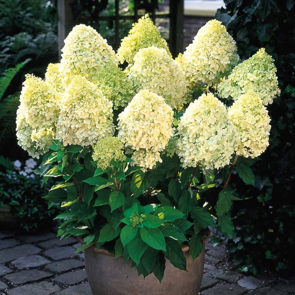 Light Yellow Hydrangea Flower seeds for Planting - Cut Flower Favorite, Heirloom & GMO Free Seeds for Home Garden