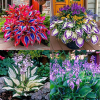 Heirloom Montana Hosta Seeds Flower seeds for Planting Wildflower Mix Heirloom & GMO Free Seeds for Home Garden