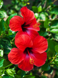 Hibiscus Burgundy Flower seeds for Planting - Sun Loving, Heirloom & GMO Free Seeds for Home Garden
