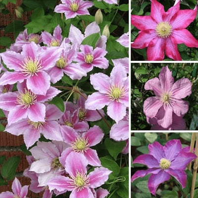 100 Pcs