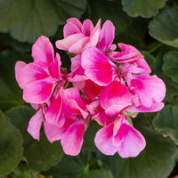 Pelargonium Flower seeds for Planting Long Bloom Season Heirloom & GMO Free Seeds for Home Garden 
 
 Sale