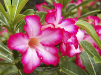 Adenium Obsum Soft Pink Flower Seeds – Elegant, Hardy Shrub for Garden Beauty