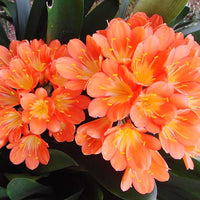 Clivia Seeds (Kaffir Lily) - Ideal for Garden or Pots