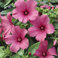 White Pink Lavatera Flower Seeds for Planting  Seed for Lush Blooms, Perfect for Elegant Garden Displays