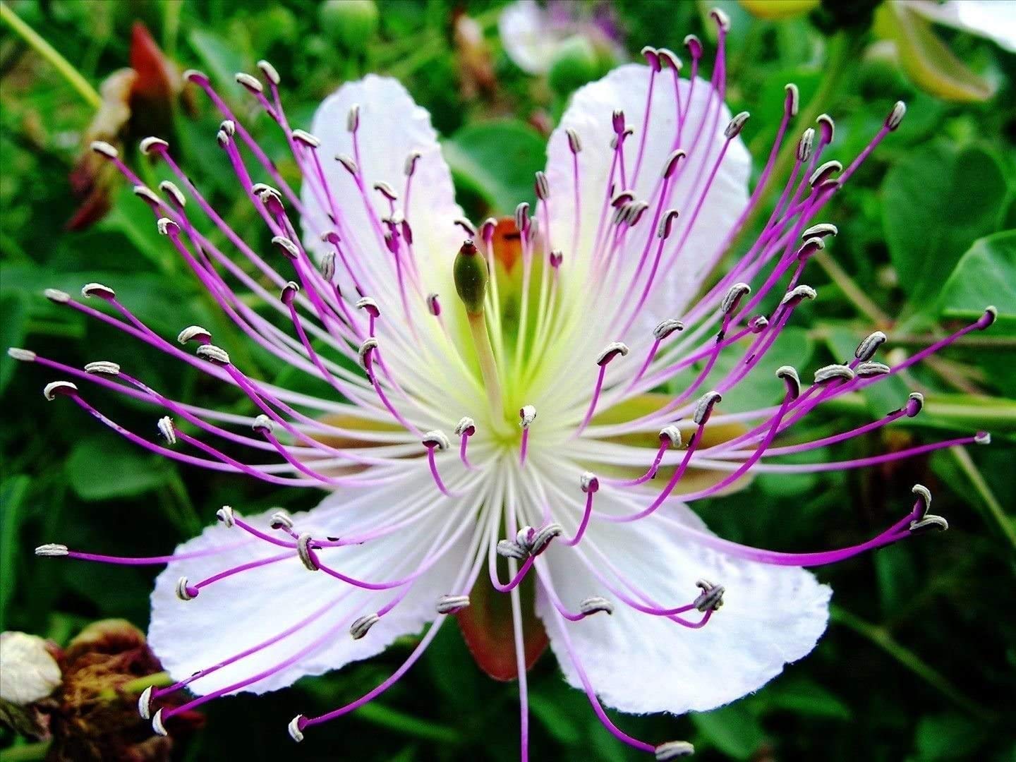 Alcaparras Flower seeds for Planting Pollinator Friendly Heirloom & GMO Free Seeds for Home Garden