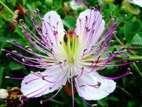 Alcaparras Flower seeds for Planting Pollinator Friendly Heirloom & GMO Free Seeds for Home Garden
