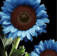 Ocean Blue Sunflower Flower Seeds for Planting Colorful Display Heirloom & GMO Free Seeds for Home Garden
 
 Sale