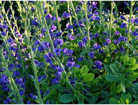 Blue Wild Indigo Seeds for Planting garden flower bed