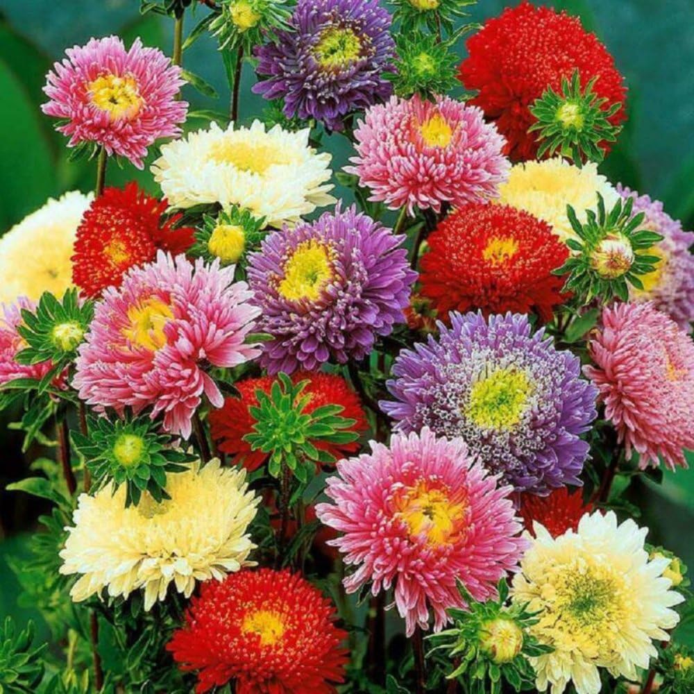 MultiColour China Aster Flower Seeds for Planting Cottage Garden Essential Heirloom & GMO Free Seeds for Home Garden
 
 Sale