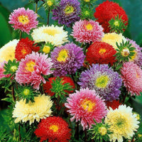MultiColour China Aster Flower Seeds for Planting Cottage Garden Essential Heirloom & GMO Free Seeds for Home Garden
 
 Sale